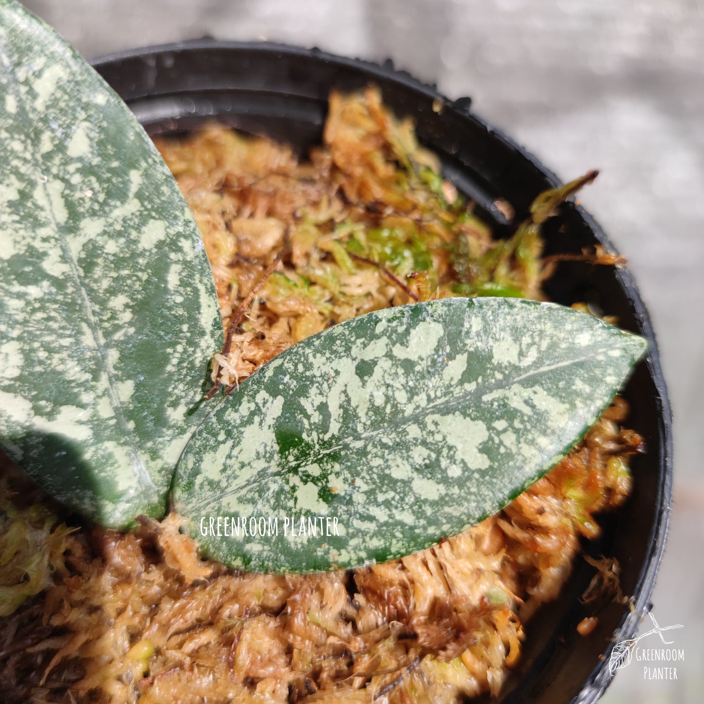 Rooted - Hoya Carnosa 'Wilbur Graves' - Cutting One Node With Two Leaves