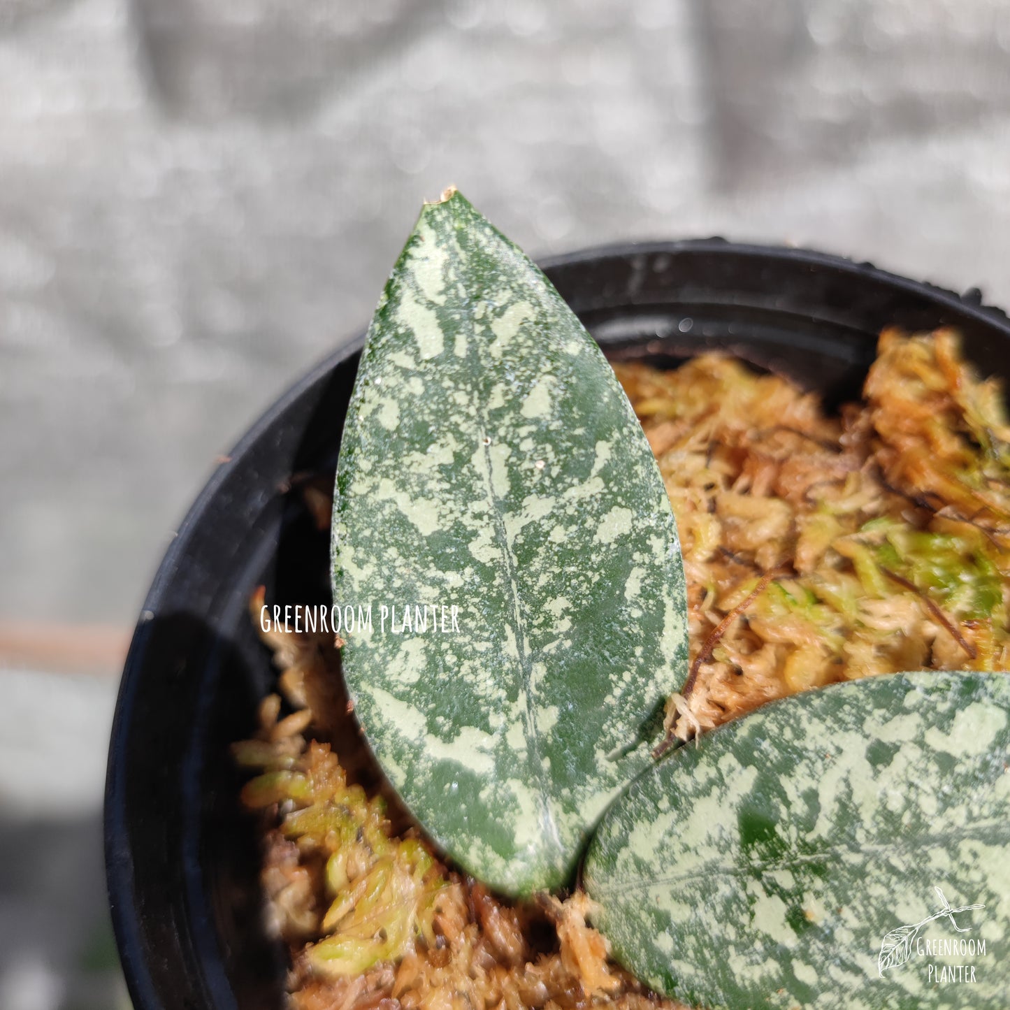 Rooted - Hoya Carnosa 'Wilbur Graves' - Cutting One Node With Two Leaves