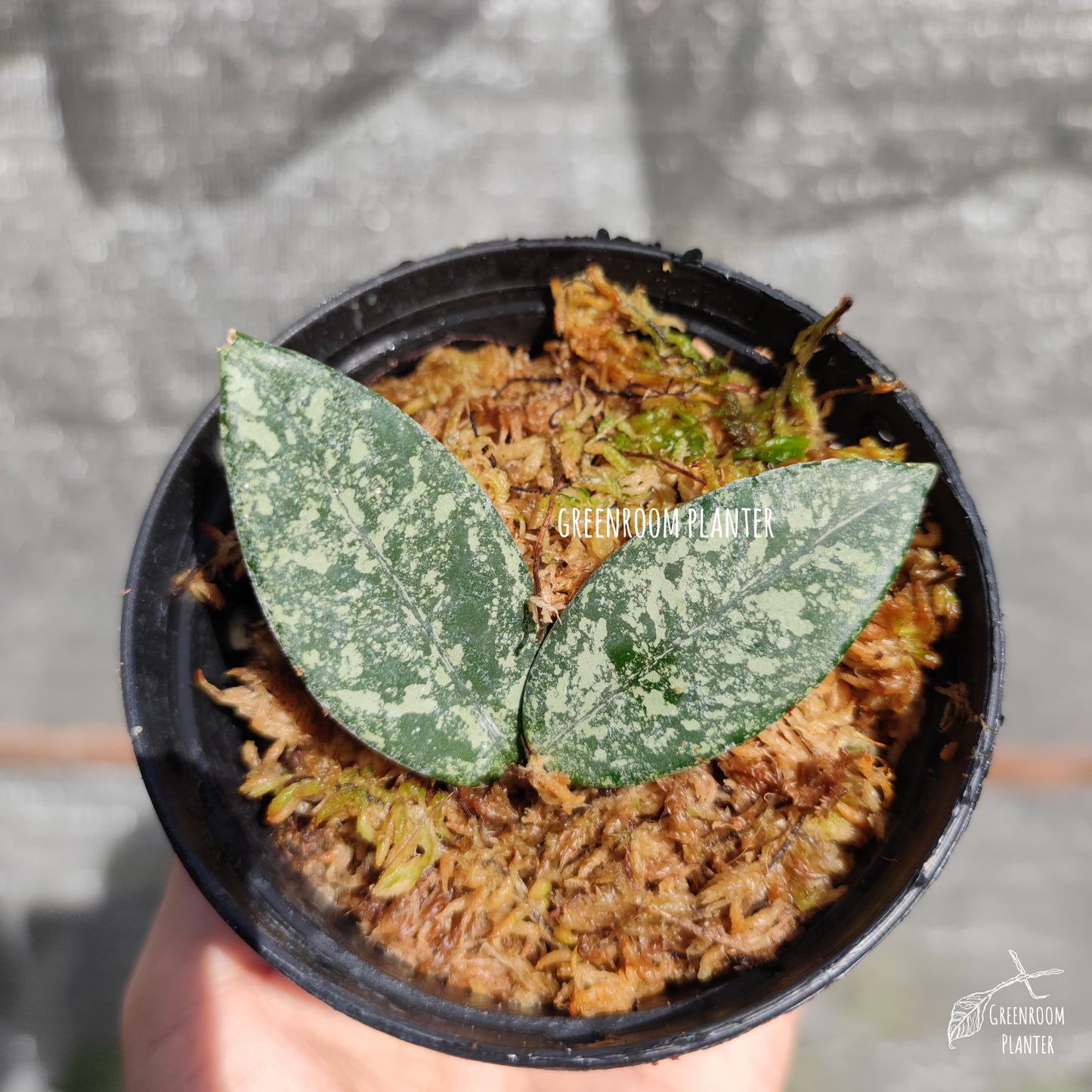 Rooted - Hoya Carnosa 'Wilbur Graves' - Cutting One Node With Two Leaves