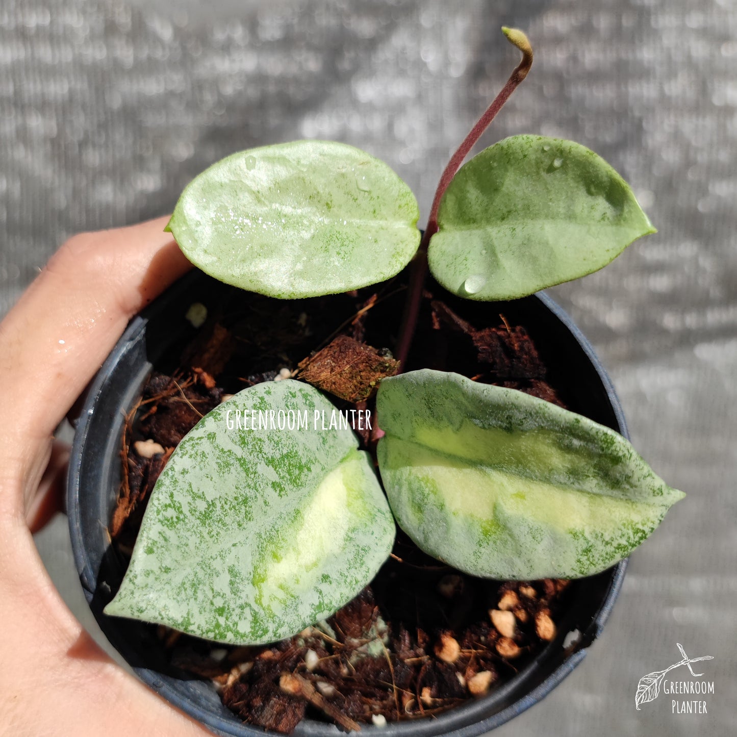 ULTRA RARE - HOYA ARGENTEA PRINCESS - FULLY ROOTED