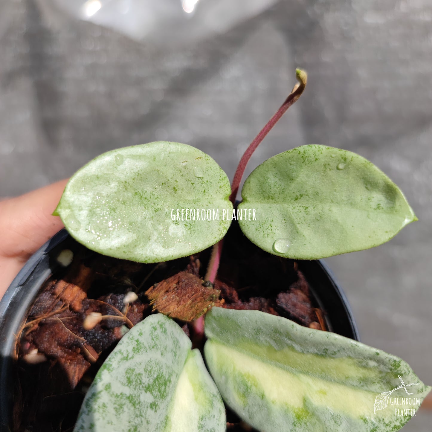 ULTRA RARE - HOYA ARGENTEA PRINCESS - FULLY ROOTED