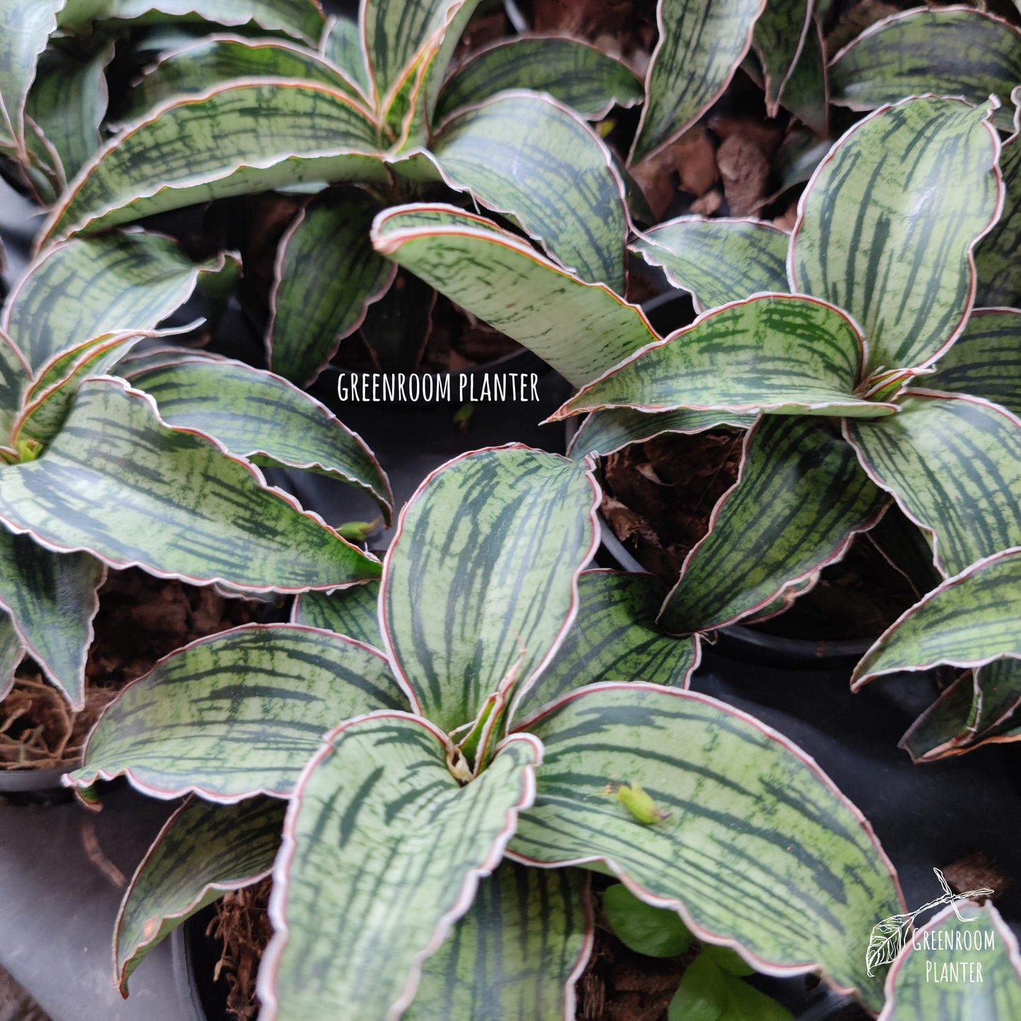 Wholesale 10x Sansevieria Cleopatra (10 plants)