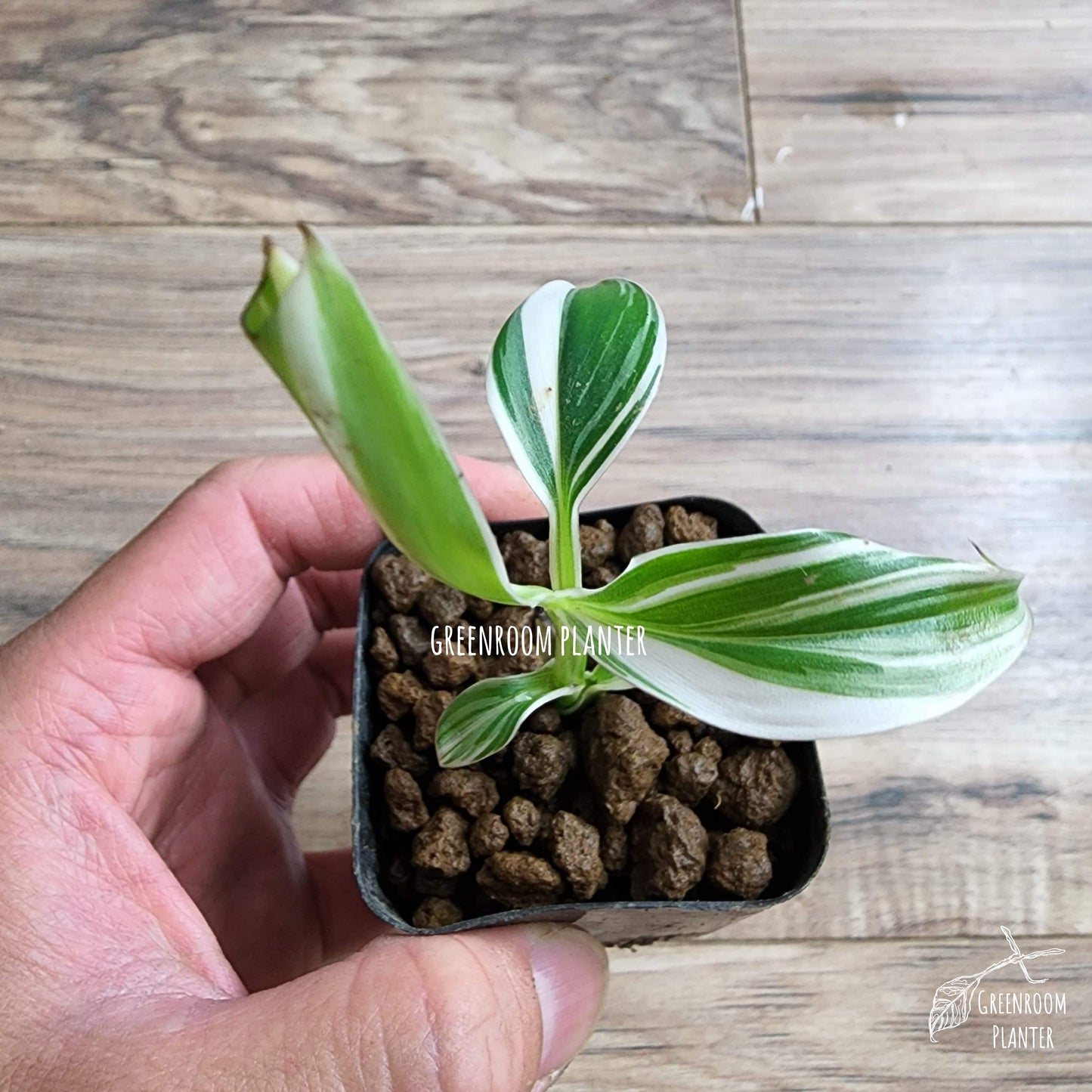 Rare plant that is must have for variegated plant lovers. Beautiful variegated banana tree with white, mint and green strips on the leaves. Photo by Greenroom Planter
