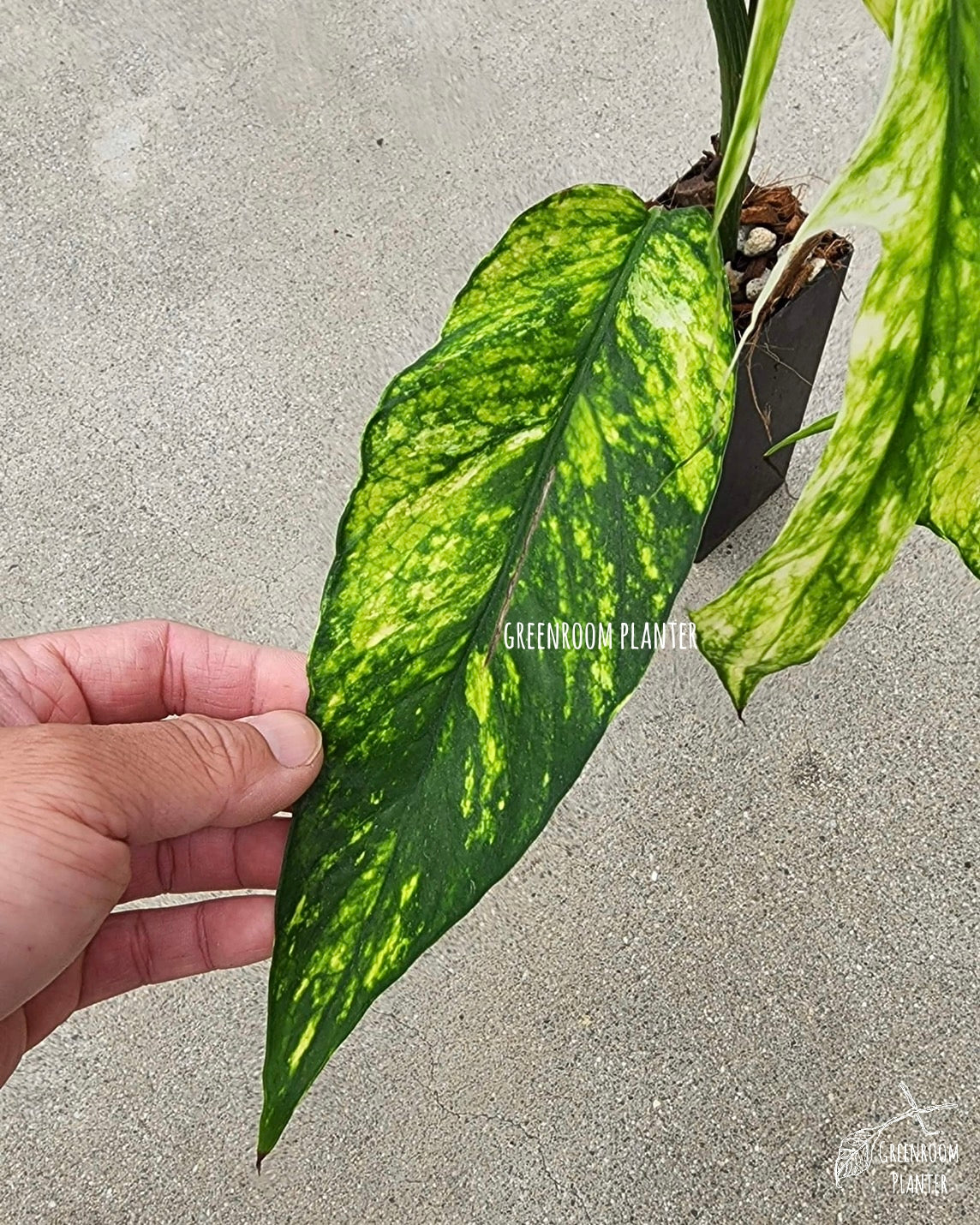 Rooted Epipremnum Yellow Flame - US STOCK - LOCAL PICKUP AVAILABLE