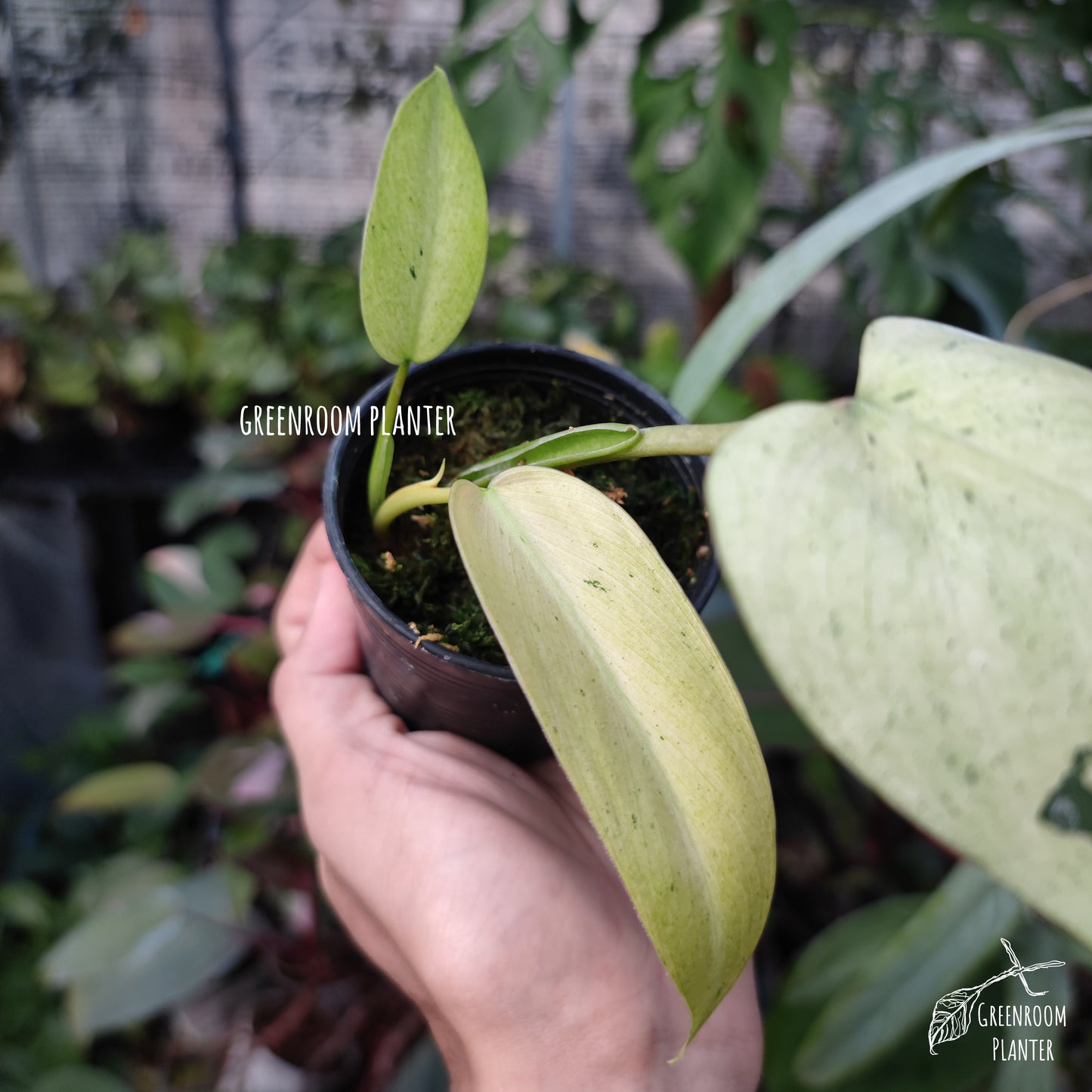 Philodendron Whipple Way Photo by Greenroom Planter