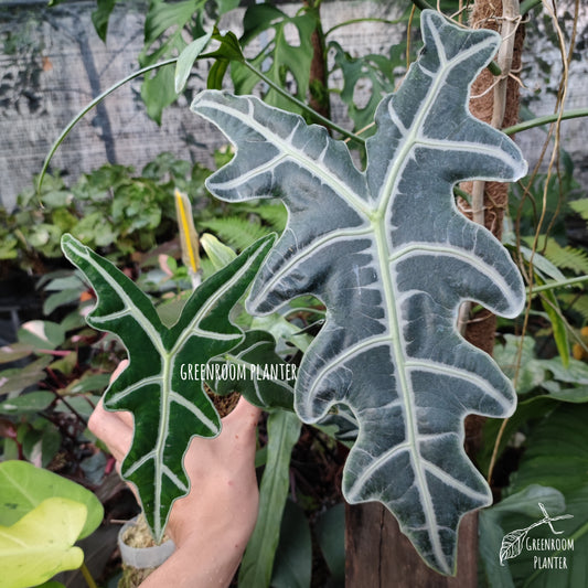 The Alocasia Sanderiana Nobilis is also called the Alocasia Nobilis. It is a rare and new cultivar that features dark green leaves with three main pointed corners forming a V-shape. Although, its leaves are jagged all throughout. The plant also features very distinctive white veins. Photo by Greenroom Planter