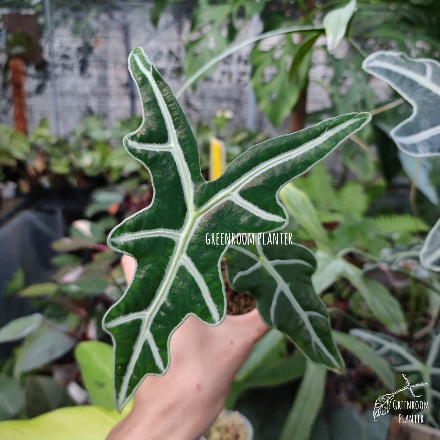 The Alocasia Sanderiana Nobilis is also called the Alocasia Nobilis. It is a rare and new cultivar that features dark green leaves with three main pointed corners forming a V-shape. Although, its leaves are jagged all throughout. The plant also features very distinctive white veins. Photo by Greenroom Planter