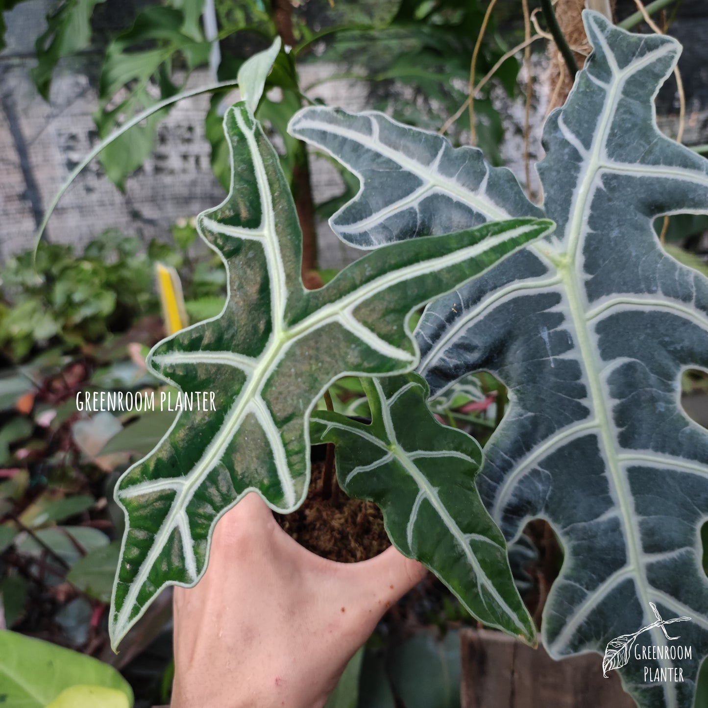 The Alocasia Sanderiana Nobilis is also called the Alocasia Nobilis. It is a rare and new cultivar that features dark green leaves with three main pointed corners forming a V-shape. Although, its leaves are jagged all throughout. The plant also features very distinctive white veins. Photo by Greenroom Planter