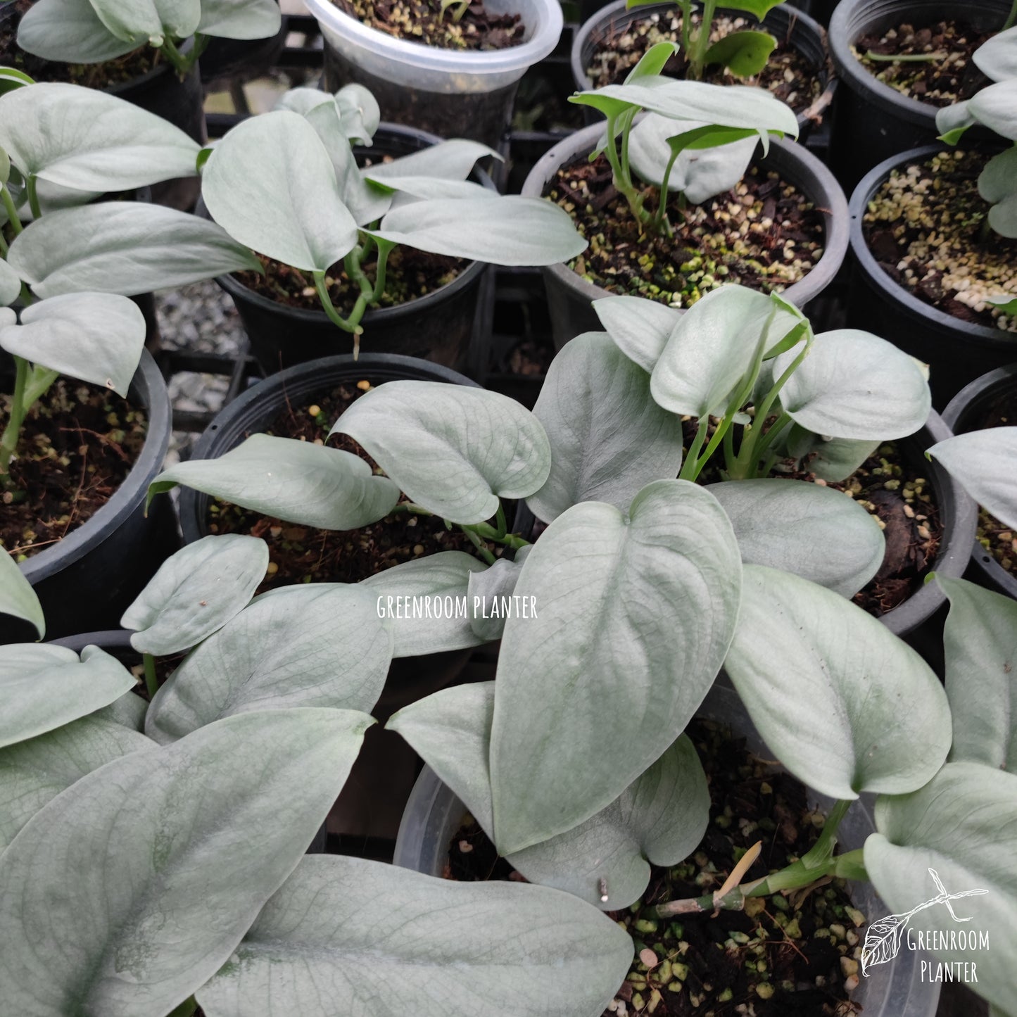 Scindapsus Platinum Bulk Sale (10 plants)