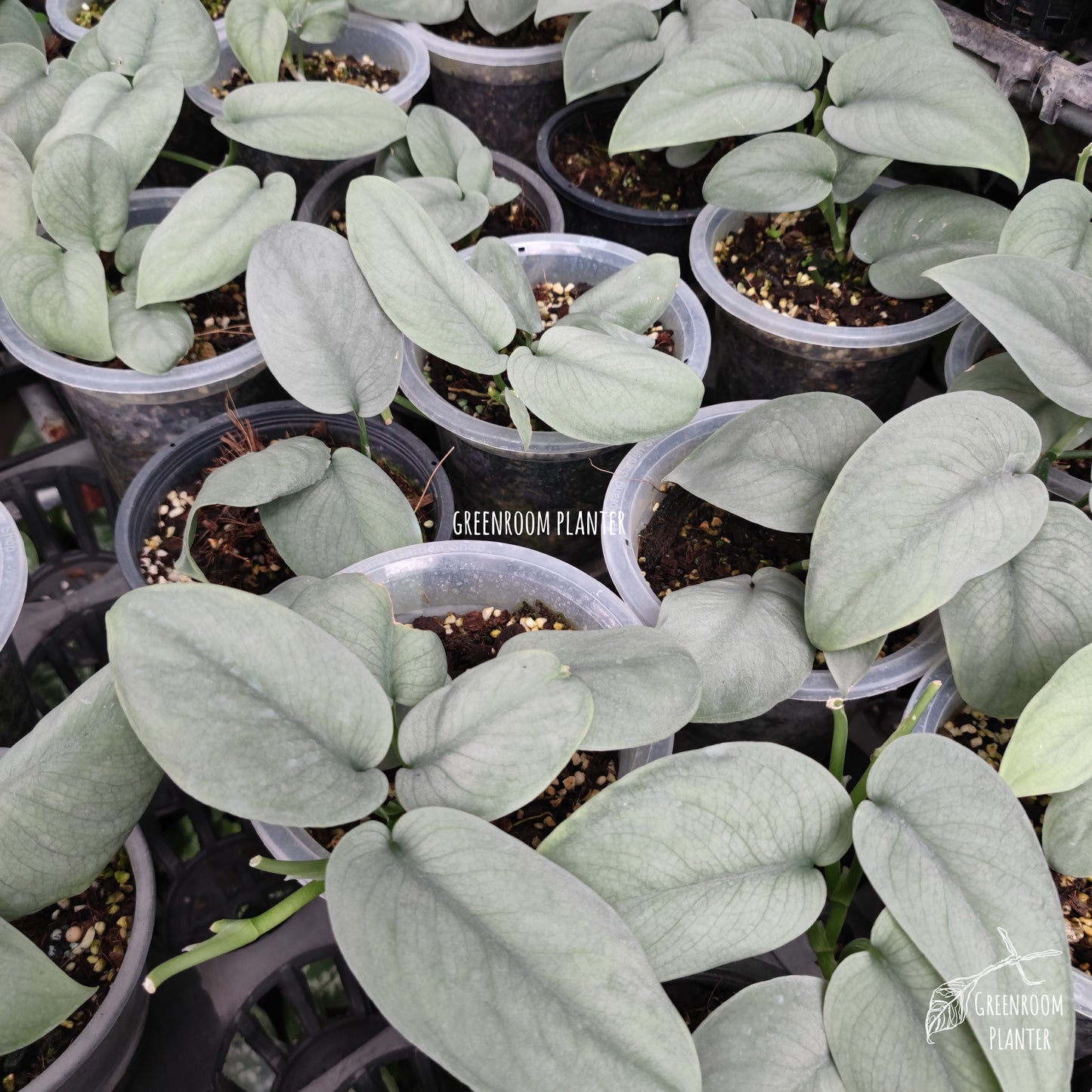 Scindapsus Platinum Bulk Sale (10 plants)