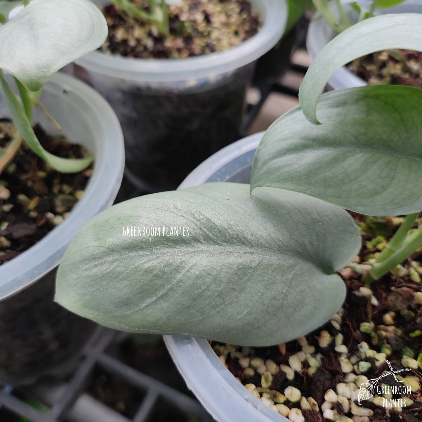 Scindapsus Platinum Bulk Sale (10 plants)