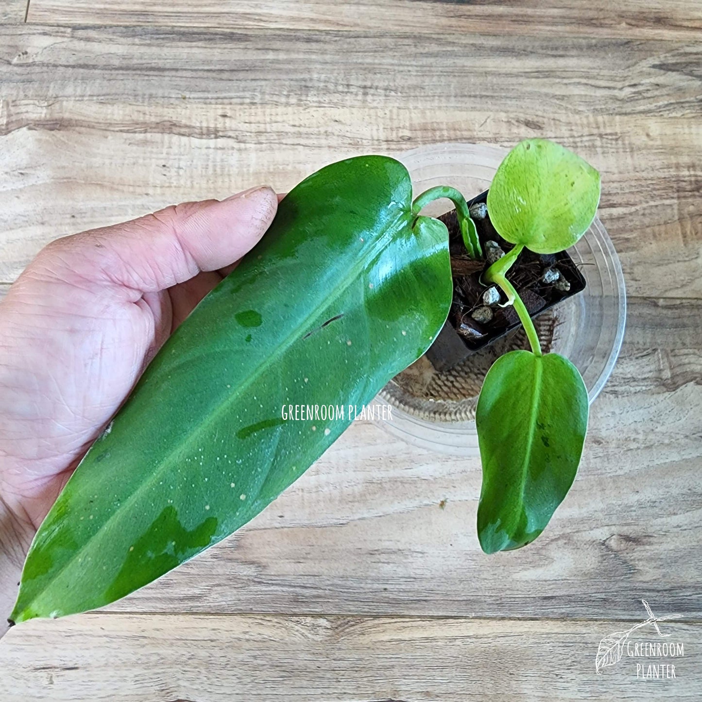 Philodendron Whipple Way - Fully Rooted