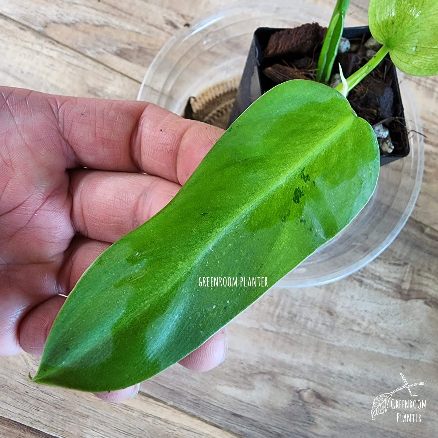 Philodendron Whipple Way - Fully Rooted