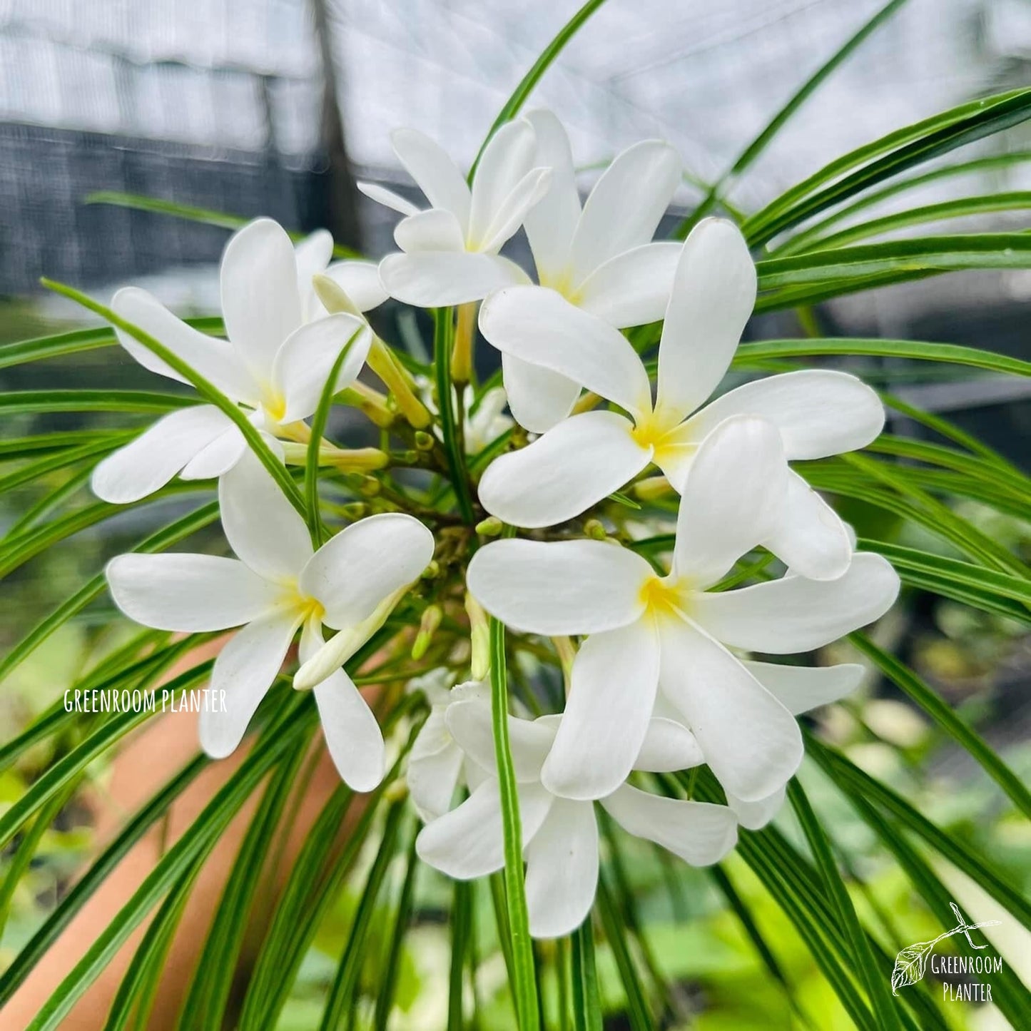 Plumeria Filifolia has a unique needle like leaf, from Cuba. All plants are grafted with fully rooted plant. Photo by Greenroom Planter