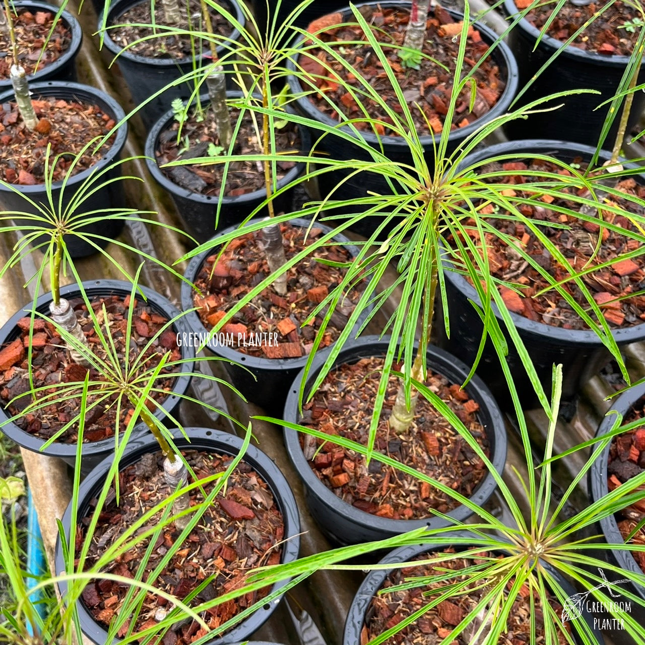 Plumeria Filifolia has a unique needle like leaf, from Cuba. All plants are grafted with fully rooted plant. Photo by Greenroom Planter