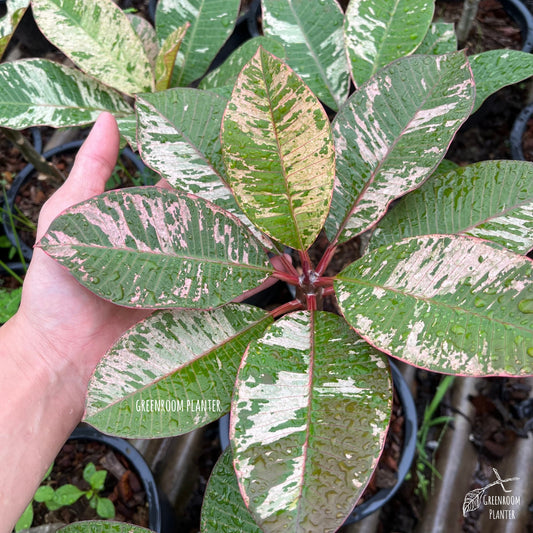 Plumeria Rubra Maya Variegated - Grafted Plant Photo by Greenroom Planter