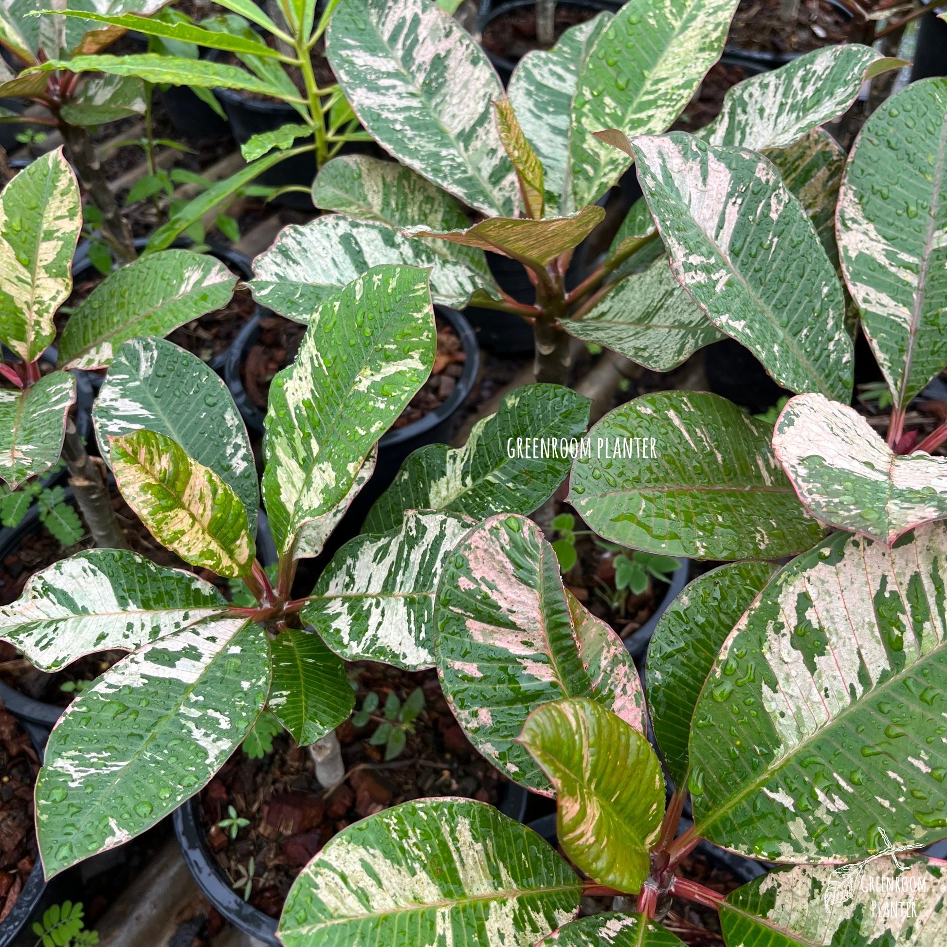 Plumeria Rubra Maya Variegated - Grafted Plant Photo by Greenroom Planter