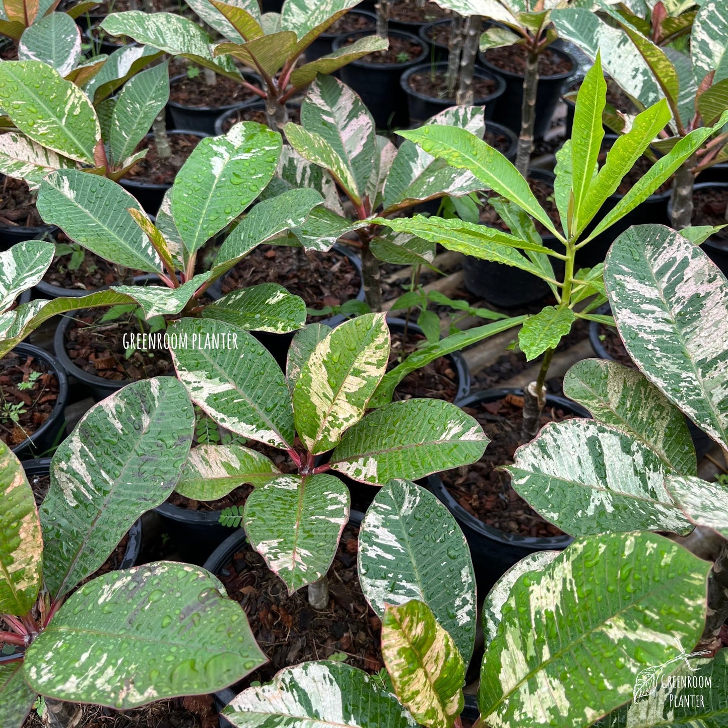 Plumeria Rubra Maya Pink Variegated - Grafted Plant