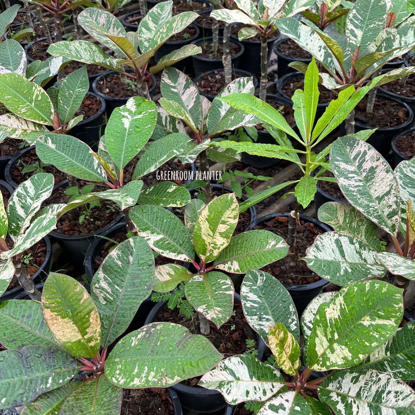 Plumeria Rubra Maya Pink Variegated - Grafted Plant