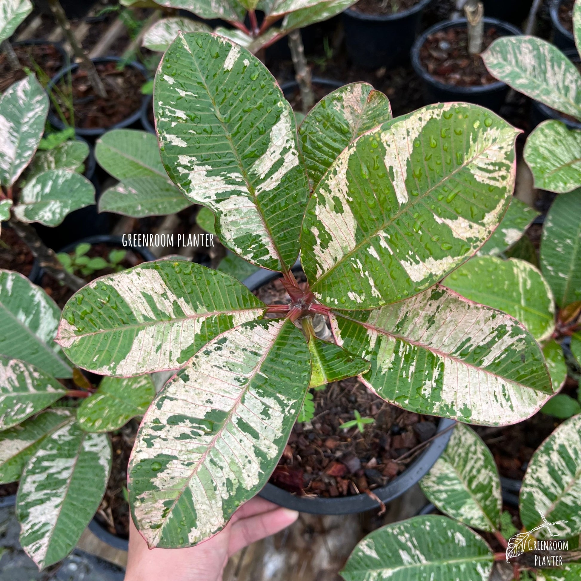 Plumeria Rubra Maya Variegated - Grafted Plant Photo by Greenroom Planter