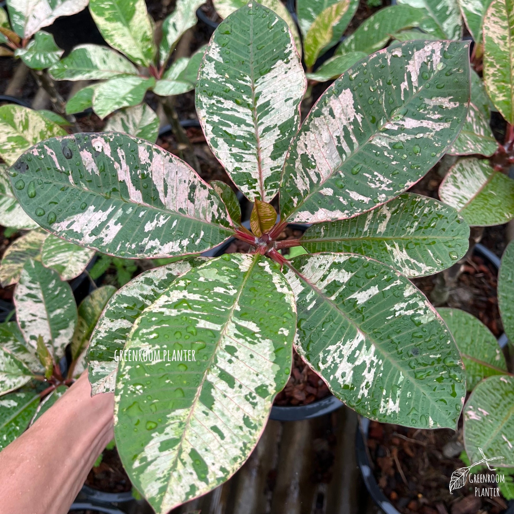 Plumeria Rubra Maya Variegated - Grafted Plant Photo by Greenroom Planter