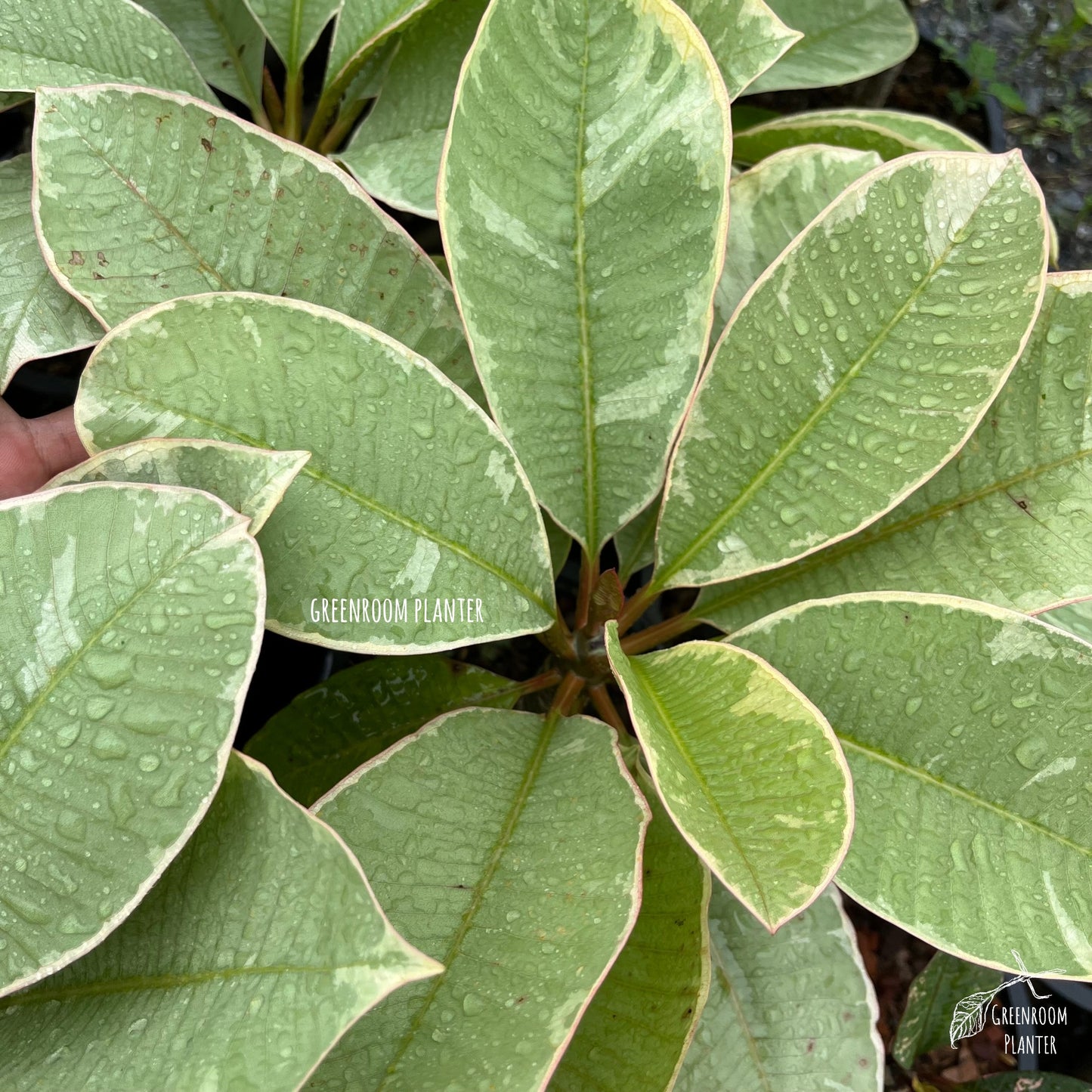 Plumeria Ametrine Variegated - Grafted Plant