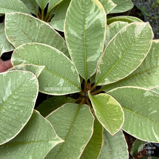 Plumeria Ametrine Variegated - Grafted Plant