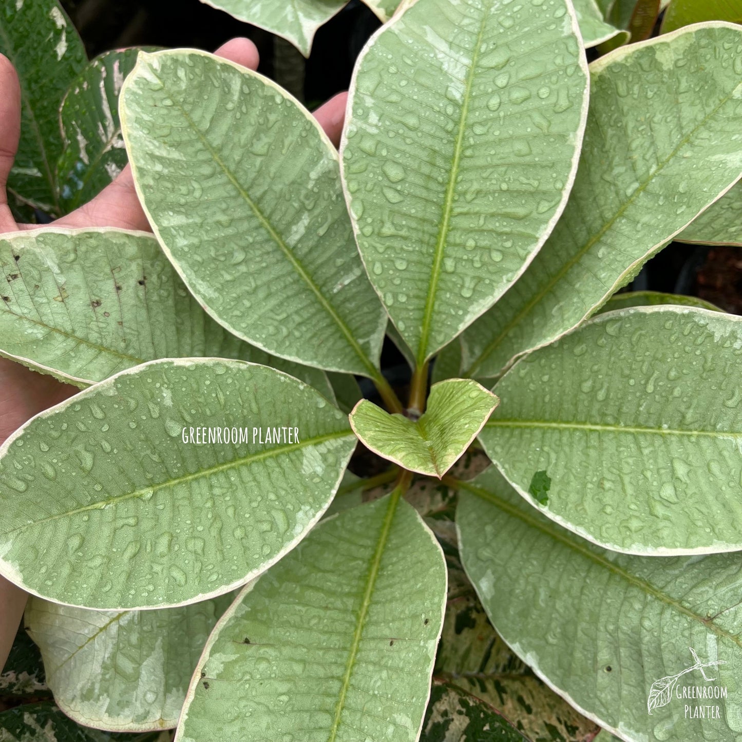 Plumeria Ametrine Variegated - Grafted Plant