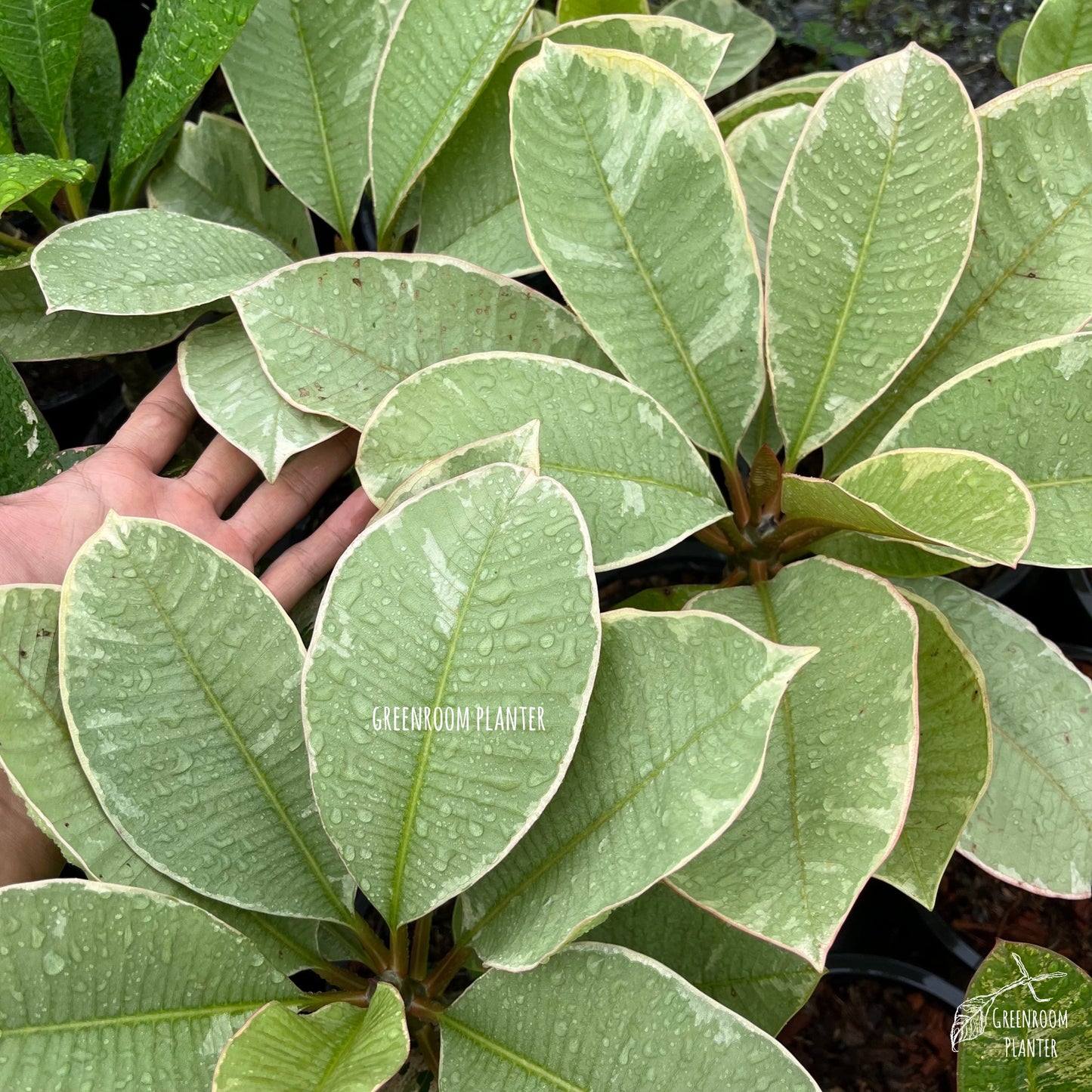 Plumeria Ametrine Variegated - Grafted Plant