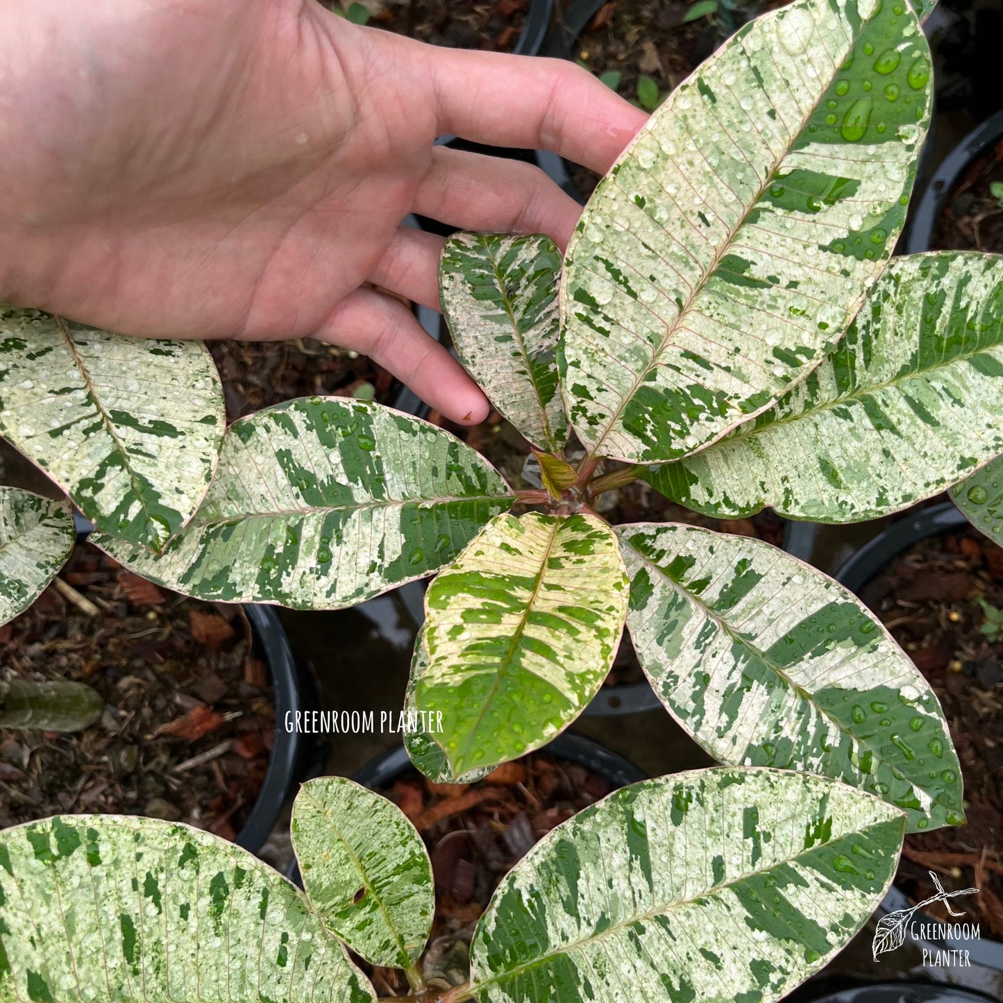 Plumeria Maya Variegated - Grafted Plant Photo by Greenroom Planter