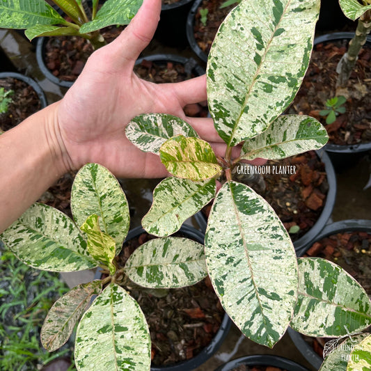 Plumeria Maya Variegated - Grafted Plant Photo by Greenroom Planter