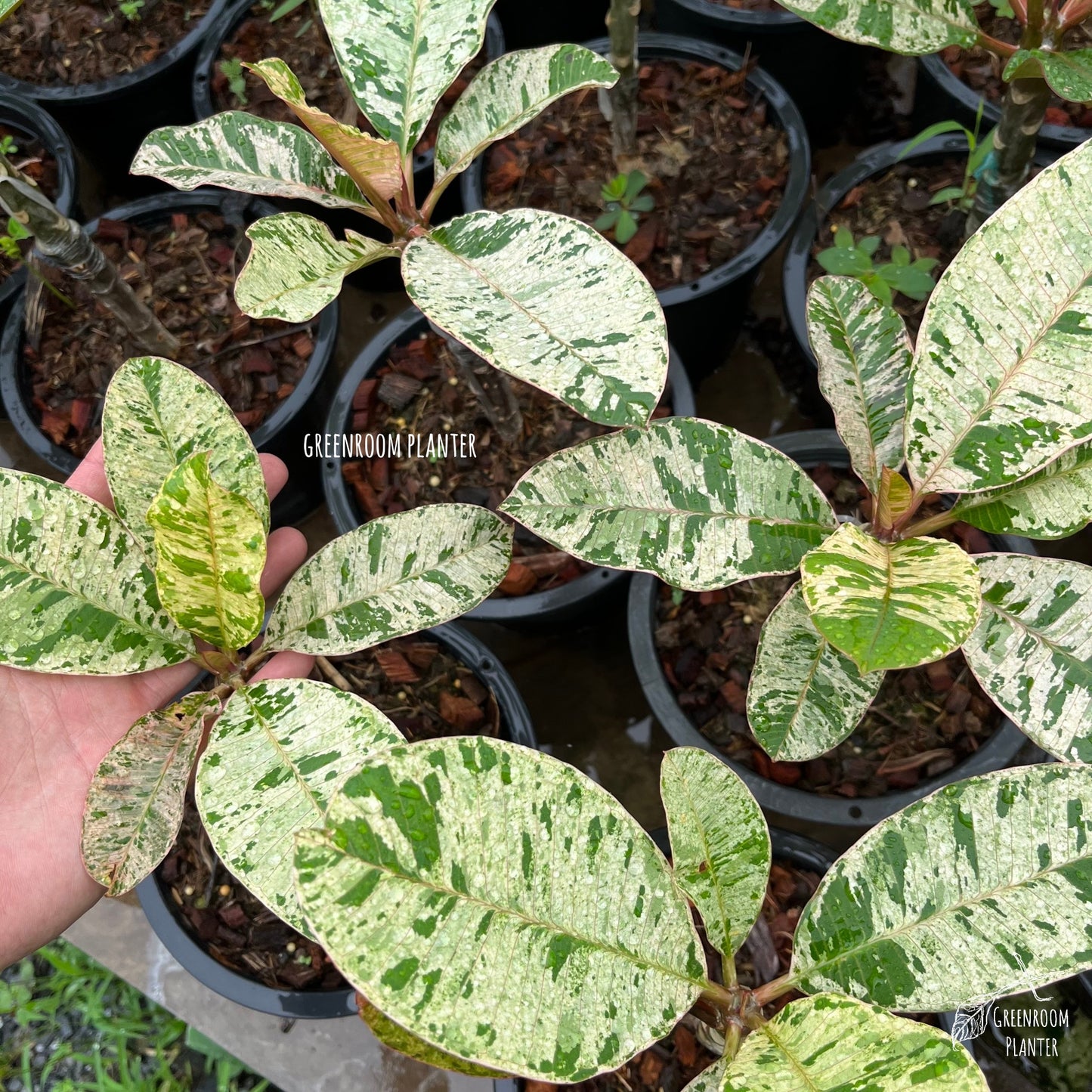 Plumeria Maya Variegated - Grafted Plant Photo by Greenroom Planter