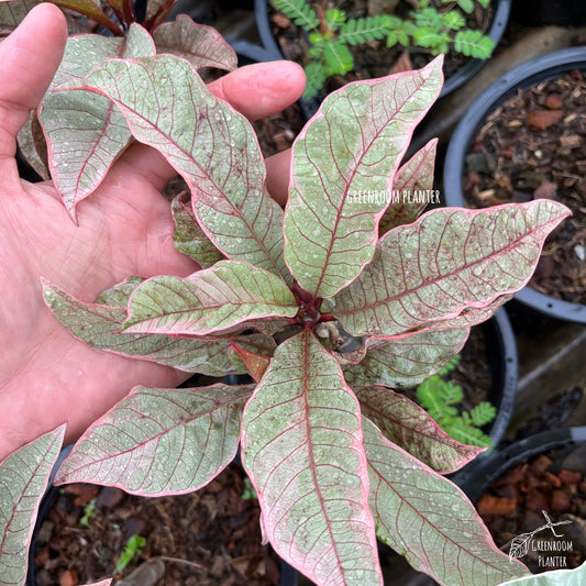 ULTRA RARE - Variegated Plumeria - Silver leaf With Pink Veins - Grafted Plant