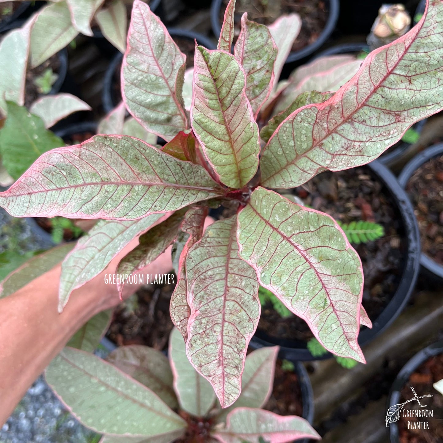 ULTRA RARE - Variegated Plumeria - Silver leaf With Pink Veins - Grafted Plant