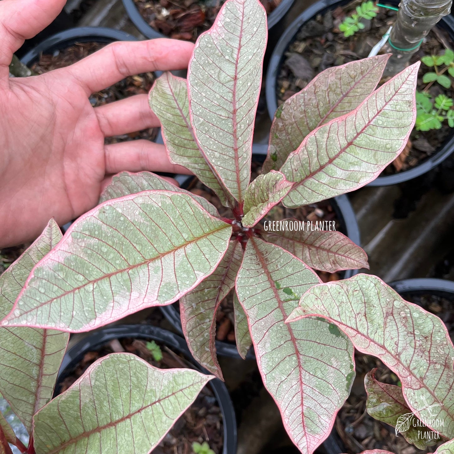 ULTRA RARE - Variegated Plumeria - Silver leaf With Pink Veins - Grafted Plant