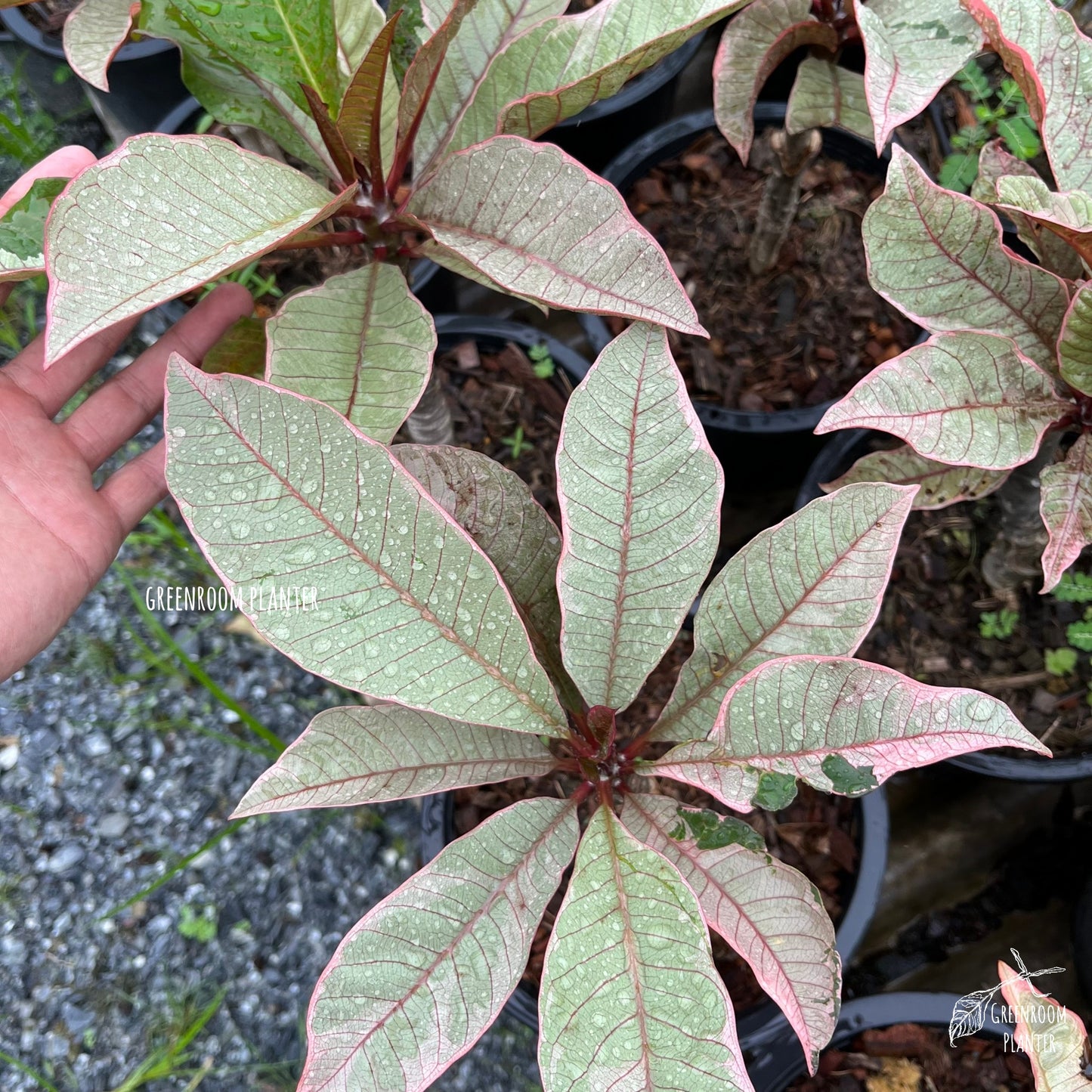 ULTRA RARE - Variegated Plumeria - Silver leaf With Pink Veins - Grafted Plant