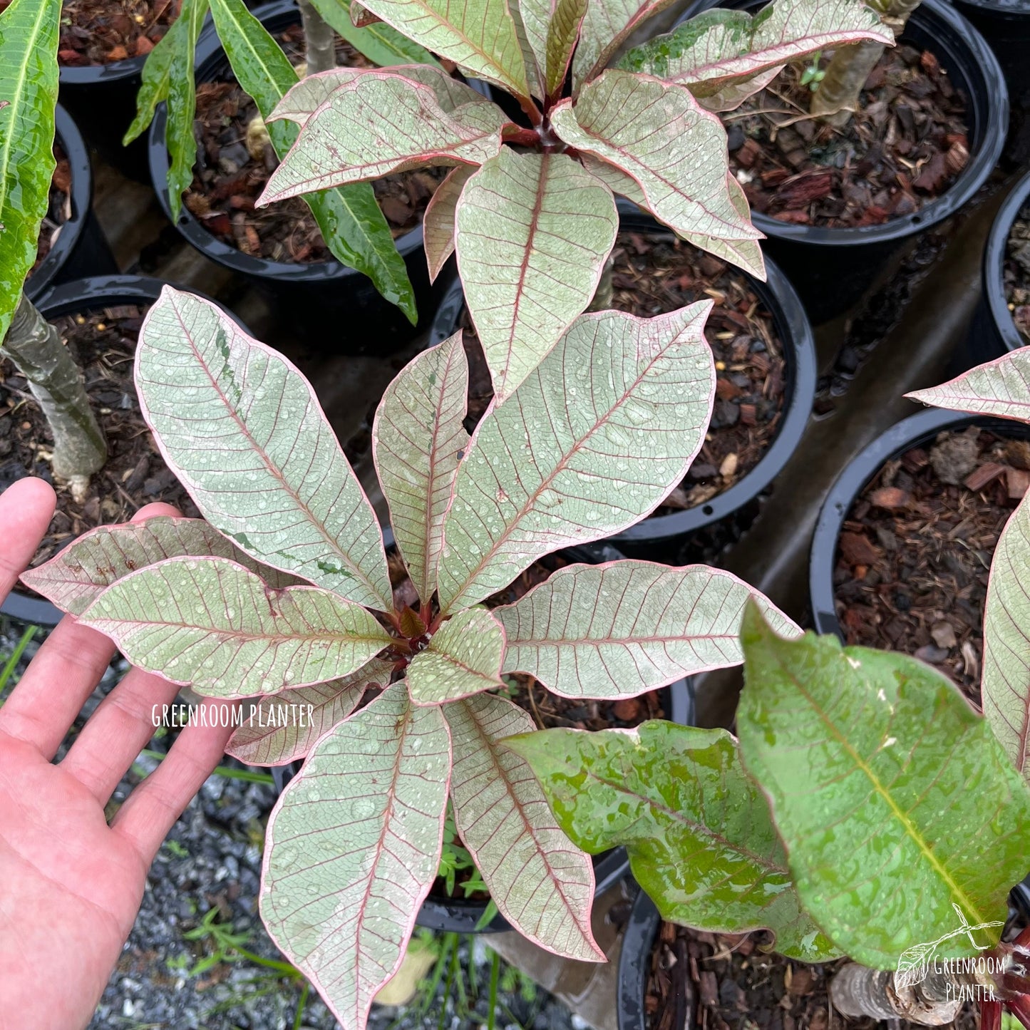 ULTRA RARE - Variegated Plumeria - Silver leaf With Pink Veins - Grafted Plant