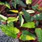Philodendron Domesticum Variegated 10x Wholesale