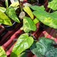 Philodendron Domesticum Variegated 10x Wholesale